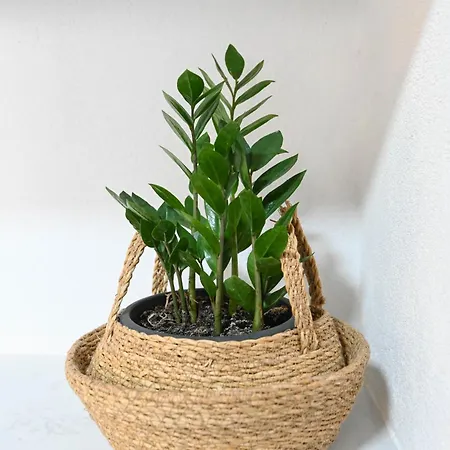 4-star Design Bubamara 아파트 자다르