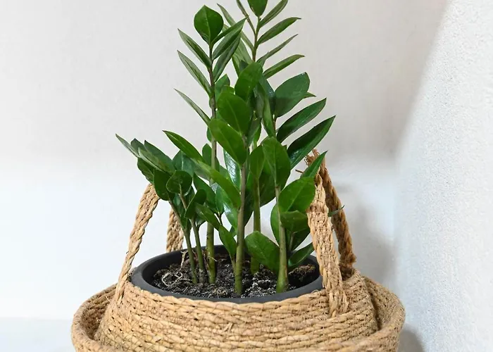 4-star Design Bubamara شقة زادار