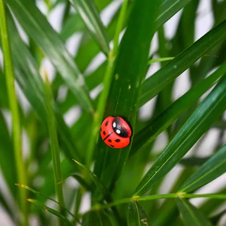 4-star Design Bubamara