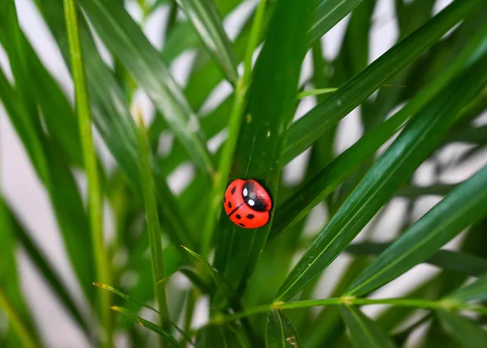 4-star Design Bubamara